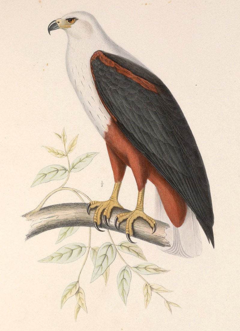 African fish eagle (Haliaeetus vocifer); DISPLAY FULL IMAGE.