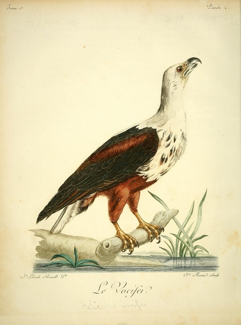 African fish eagle (Haliaeetus vocifer); DISPLAY FULL IMAGE.
