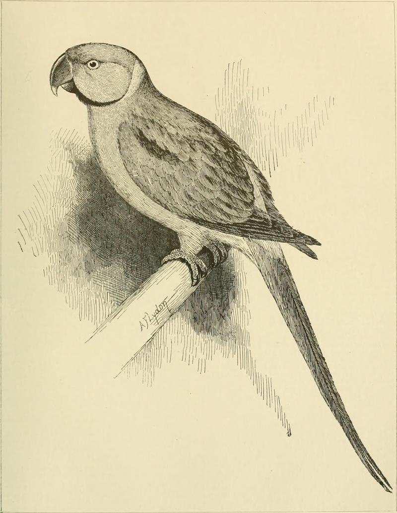 Alexandrine parakeet (Psittacula eupatria); DISPLAY FULL IMAGE.