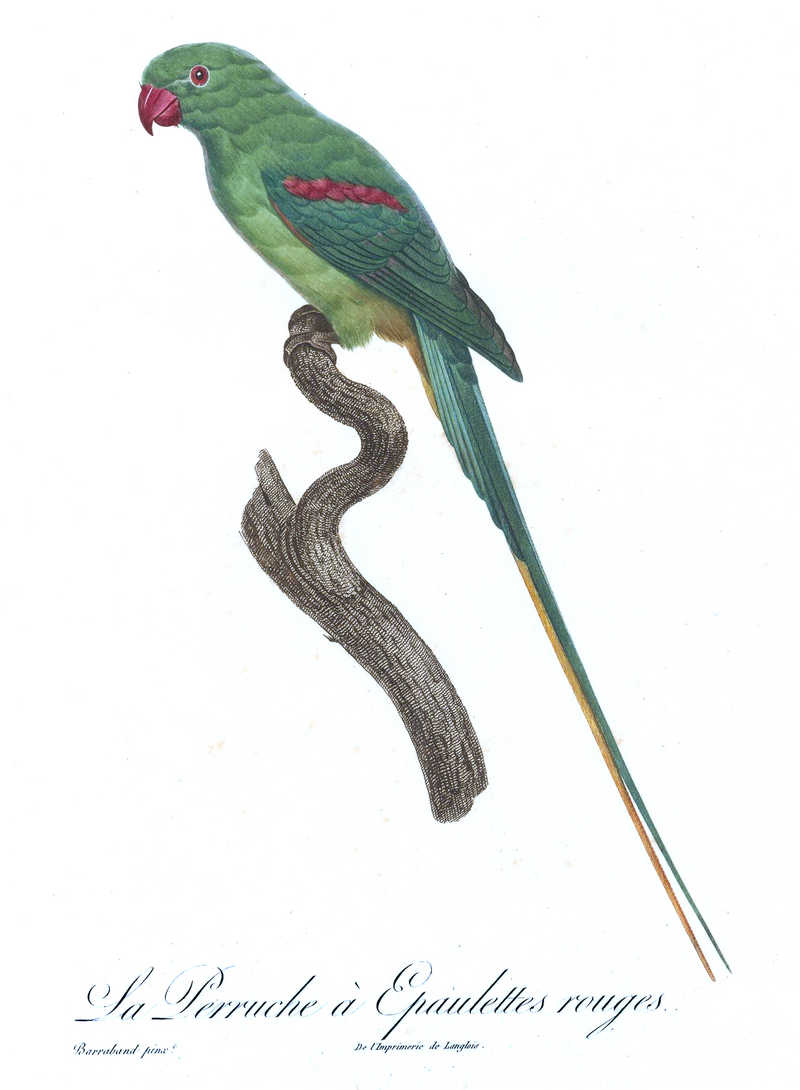 Alexandrine parakeet (Psittacula eupatria); DISPLAY FULL IMAGE.