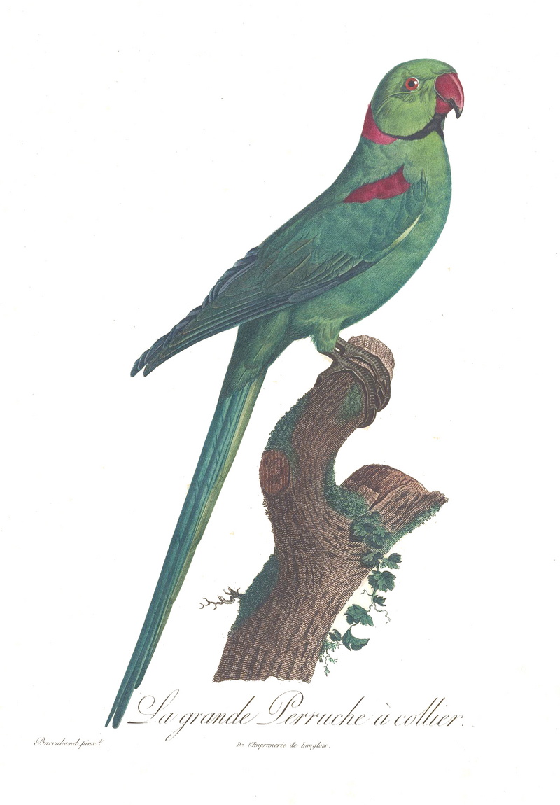 Alexandrine parakeet (Psittacula eupatria); DISPLAY FULL IMAGE.