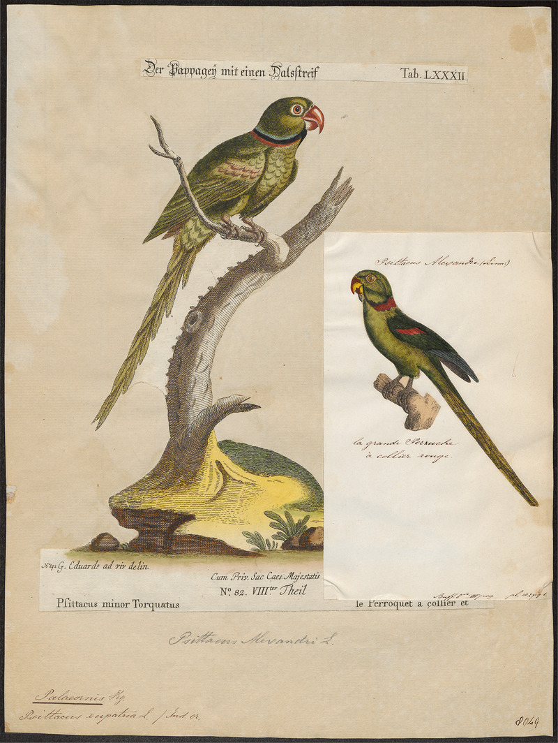 Alexandrine parakeet (Psittacula eupatria); DISPLAY FULL IMAGE.