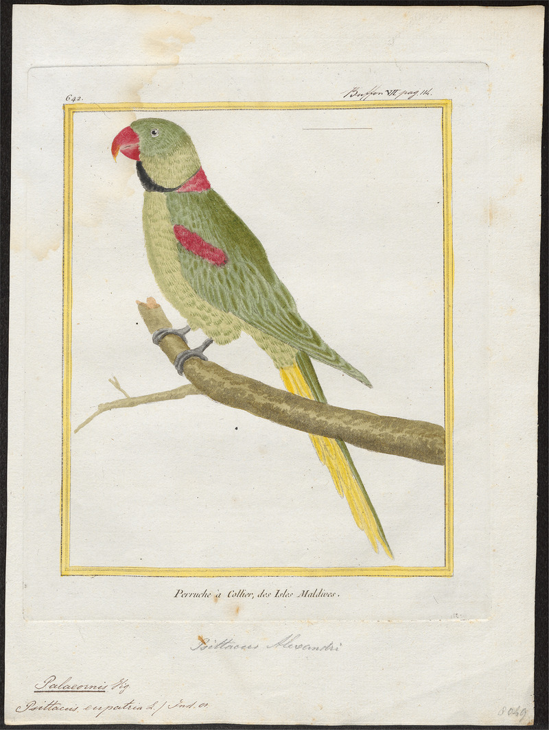 Alexandrine parakeet (Psittacula eupatria); DISPLAY FULL IMAGE.