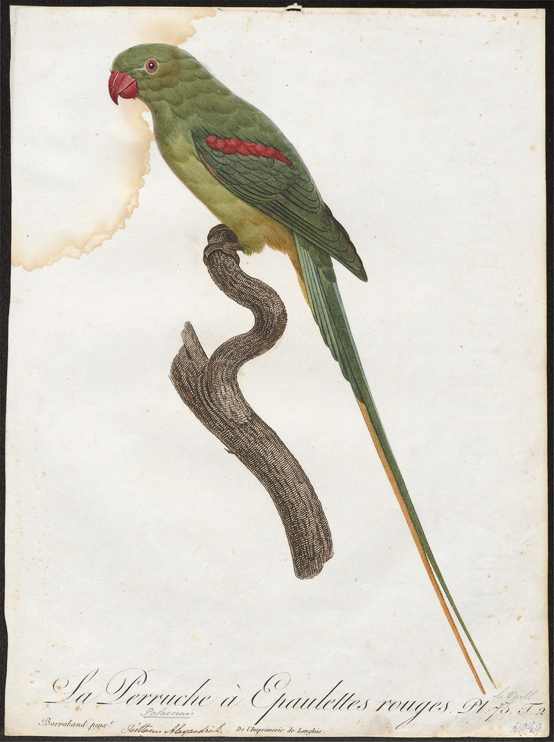 Alexandrine parakeet (Psittacula eupatria); DISPLAY FULL IMAGE.