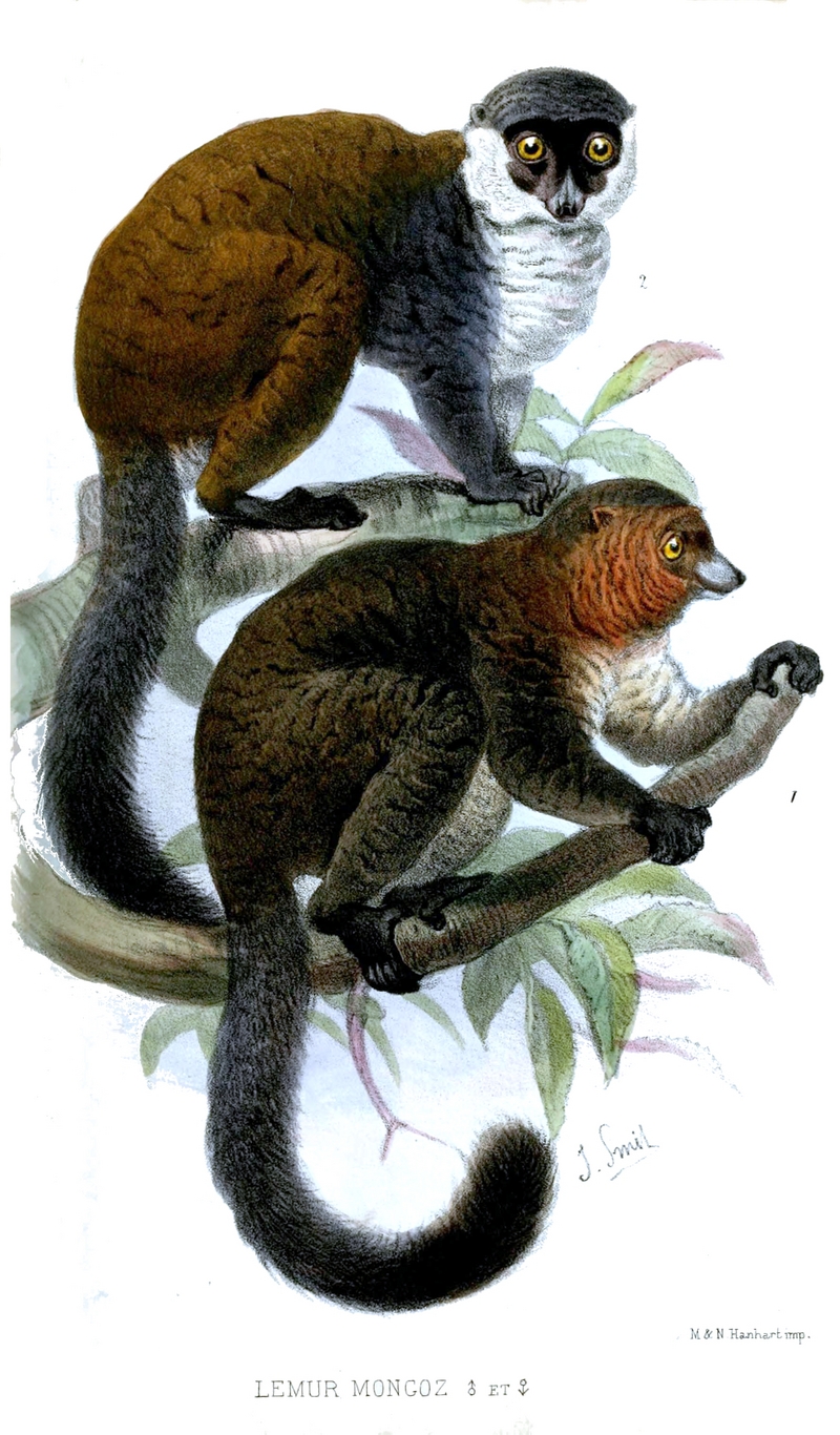 Mongoose Lemur (Eulemur mongoz); DISPLAY FULL IMAGE.