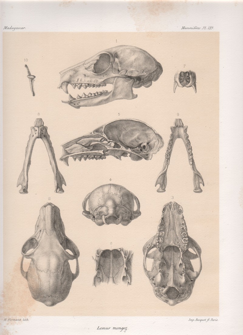 Mongoose Lemur (Eulemur mongoz); DISPLAY FULL IMAGE.