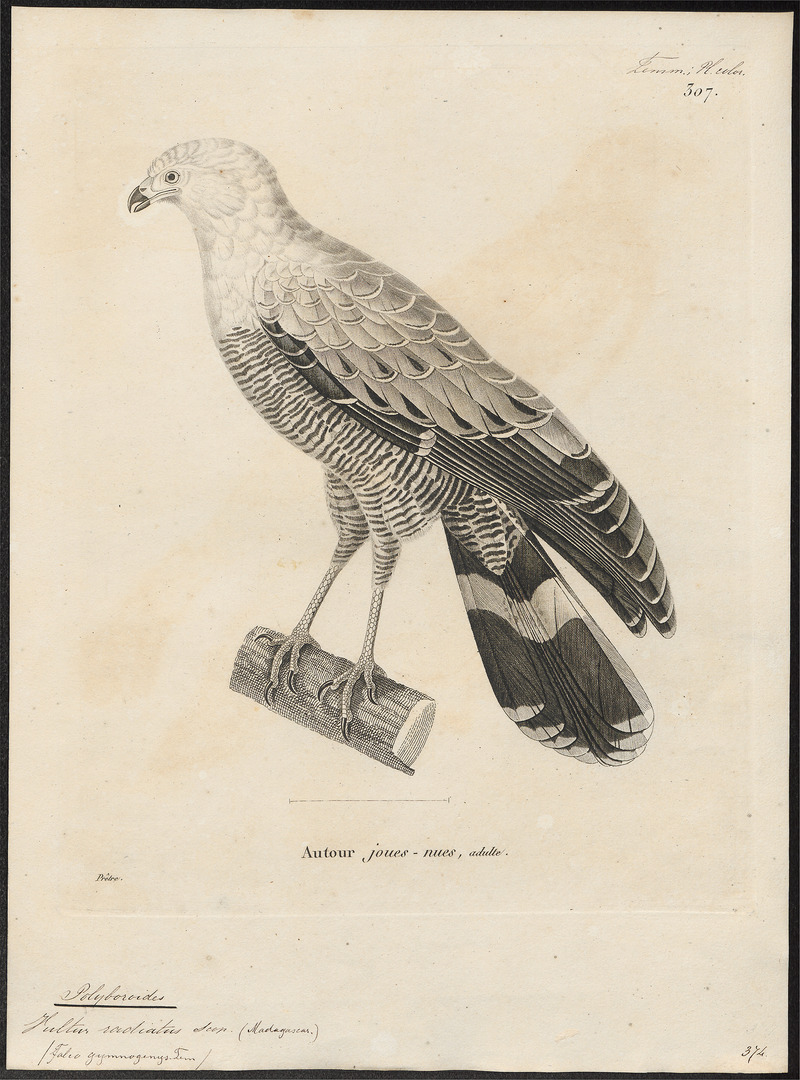 Madagascan harrier-hawk (Polyboroides radiatus); DISPLAY FULL IMAGE.