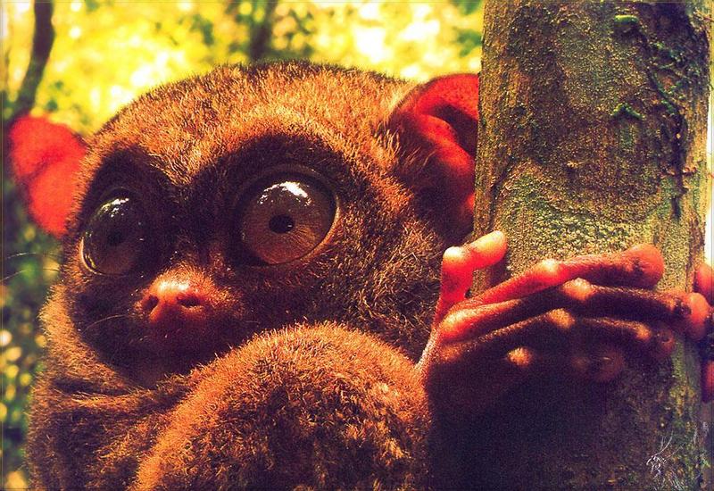 Phoenix Rising Jungle Book 001 - Tarsier; DISPLAY FULL IMAGE.