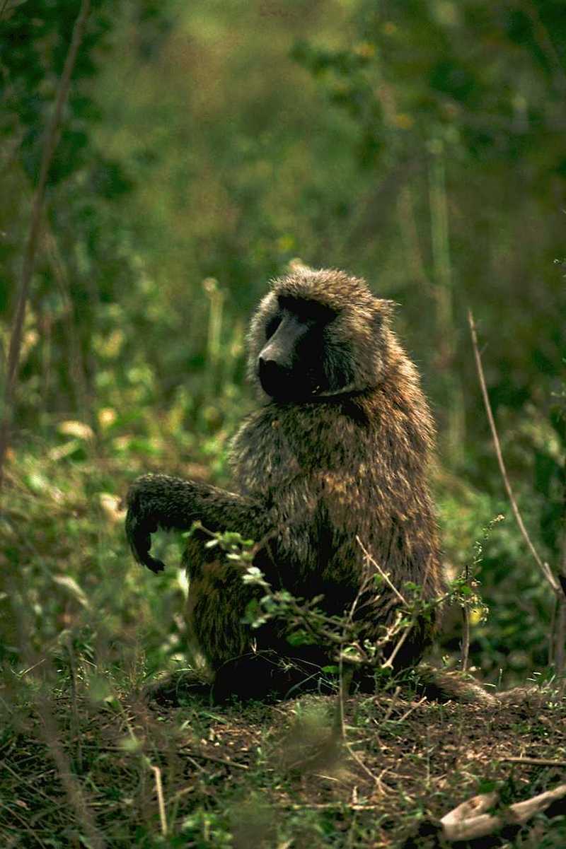 Baboon; DISPLAY FULL IMAGE.