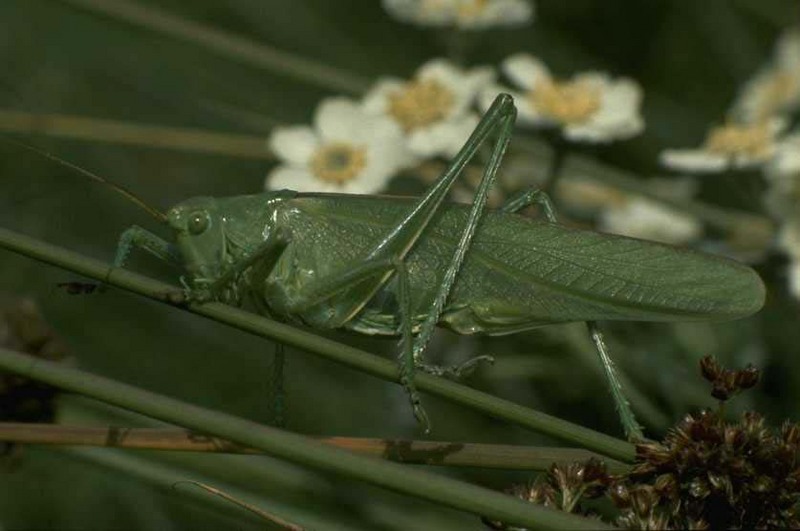 Katydid; DISPLAY FULL IMAGE.