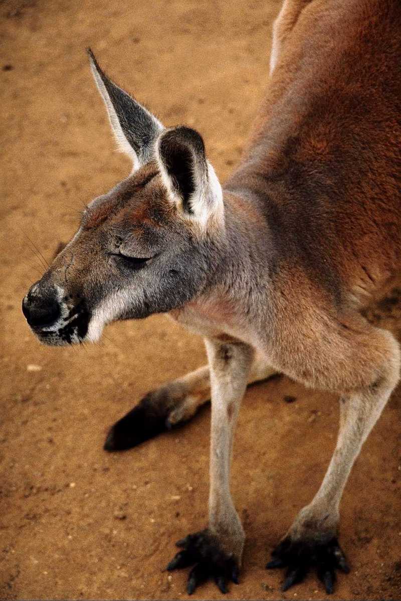 Red Kangaroo; DISPLAY FULL IMAGE.