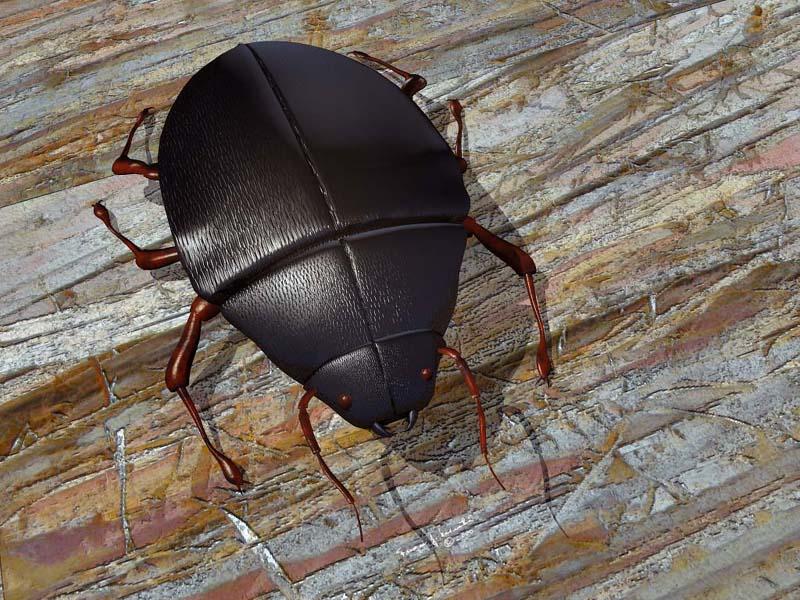 Beetle; DISPLAY FULL IMAGE.