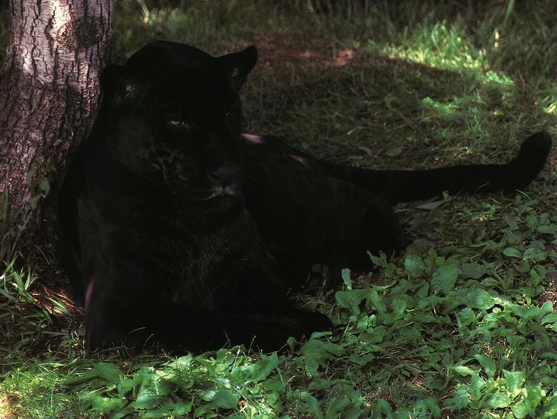 Black panther; DISPLAY FULL IMAGE.