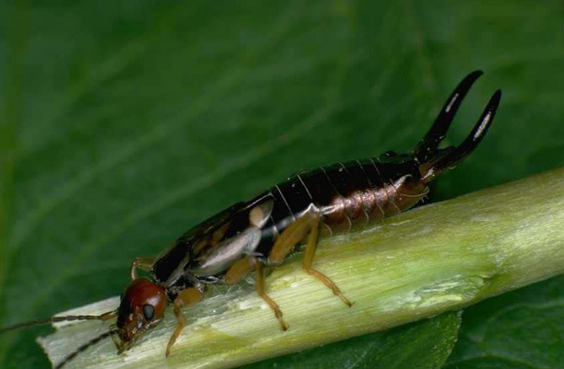 Earwig; DISPLAY FULL IMAGE.