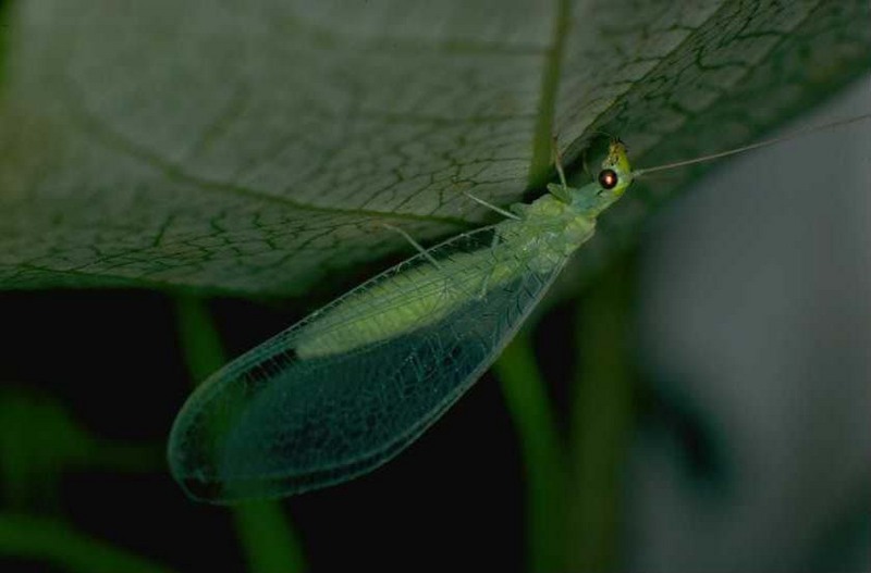 Caddisfly; DISPLAY FULL IMAGE.