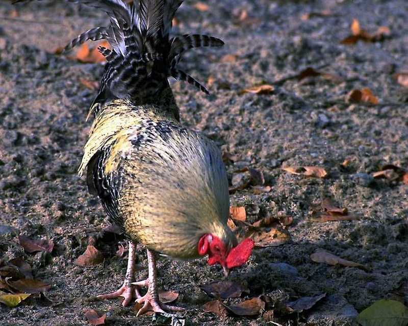Domestic Chicken - Rooster; DISPLAY FULL IMAGE.