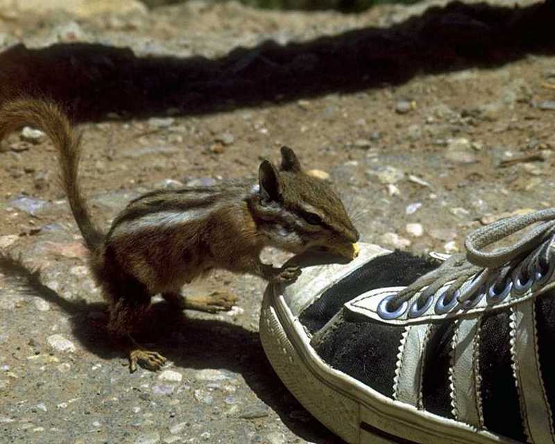 Chipmunk; DISPLAY FULL IMAGE.