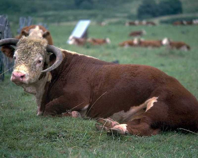 Cattle : cow; DISPLAY FULL IMAGE.