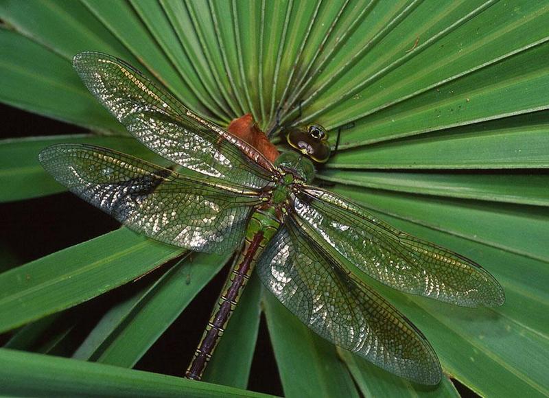 Dragonfly; DISPLAY FULL IMAGE.