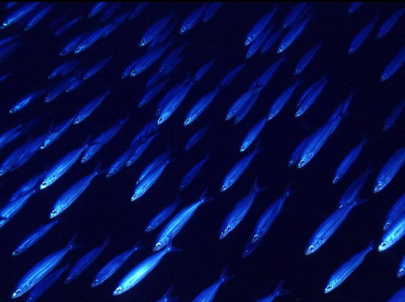 Fishes; DISPLAY FULL IMAGE.