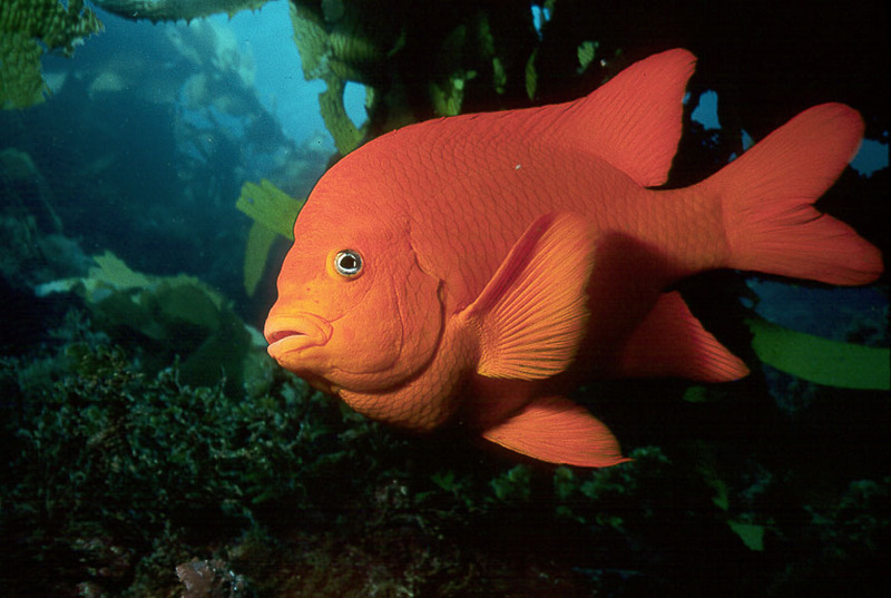 Garibaldi Damselfish (Hypsypops rubicundus); DISPLAY FULL IMAGE.