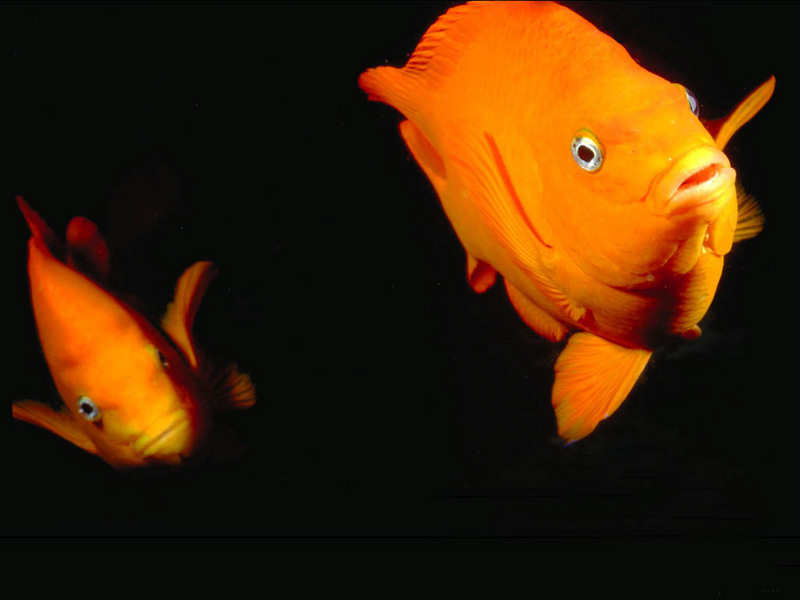 Fish Wallpaper; DISPLAY FULL IMAGE.