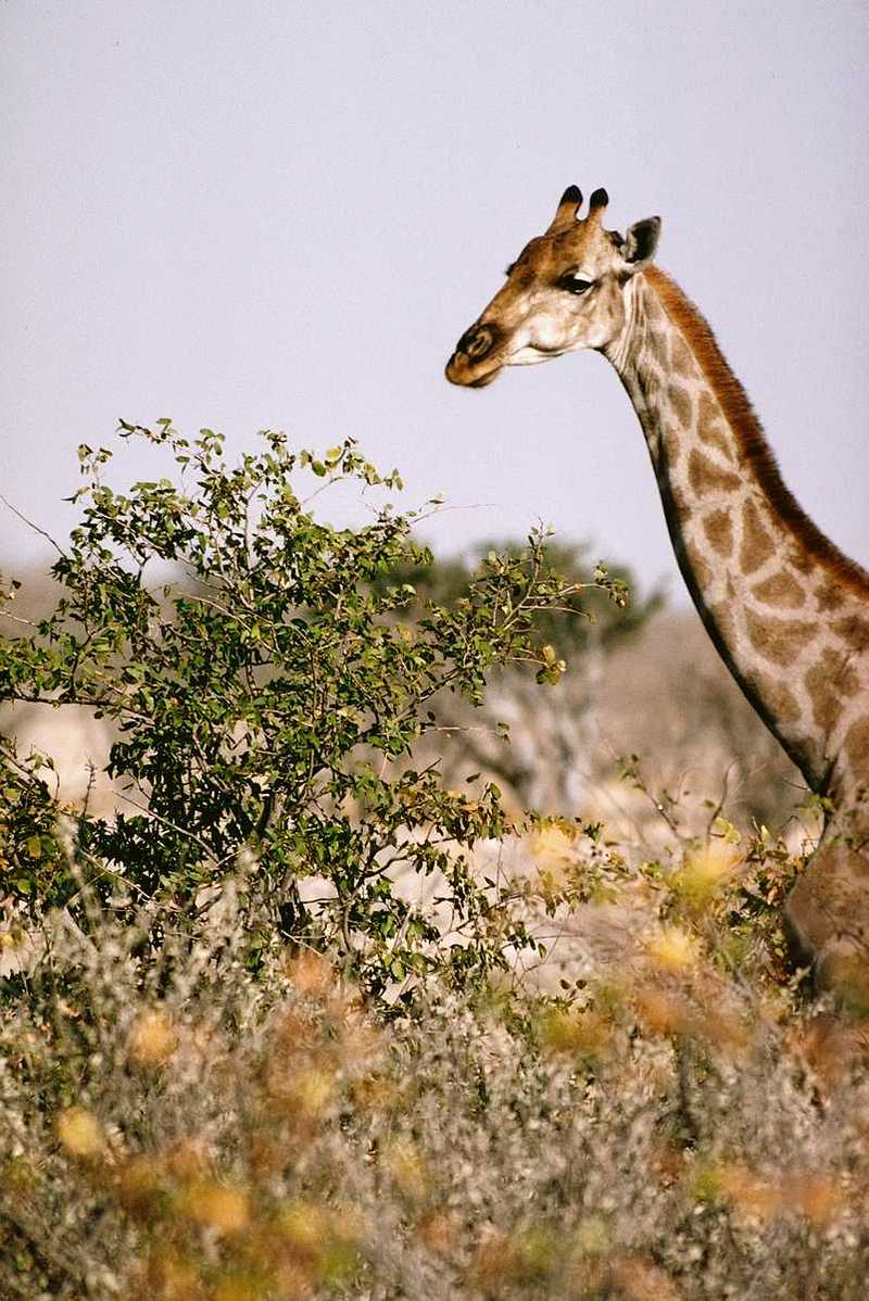 Giraffe (Giraffa camelopardalis); DISPLAY FULL IMAGE.