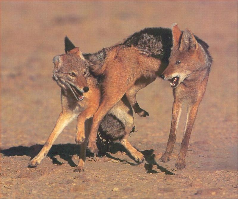 Phoenix Rising Jungle Book 023 - Black-backed Jackal pair; DISPLAY FULL IMAGE.