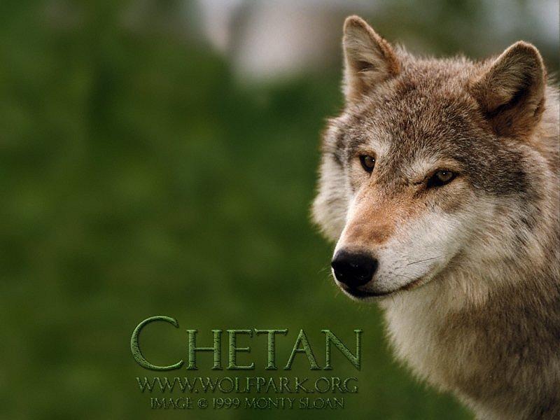 Gray Wolf; DISPLAY FULL IMAGE.