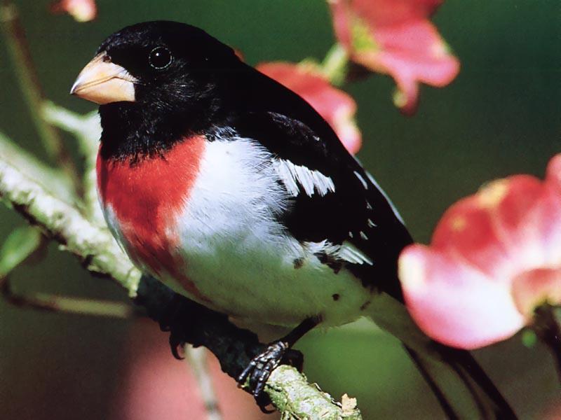 Rose-breasted Grosbeak; DISPLAY FULL IMAGE.