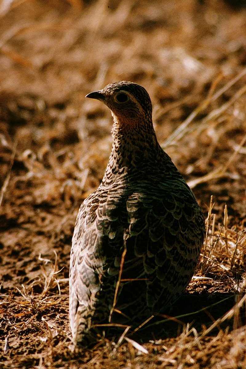 Grouse; DISPLAY FULL IMAGE.