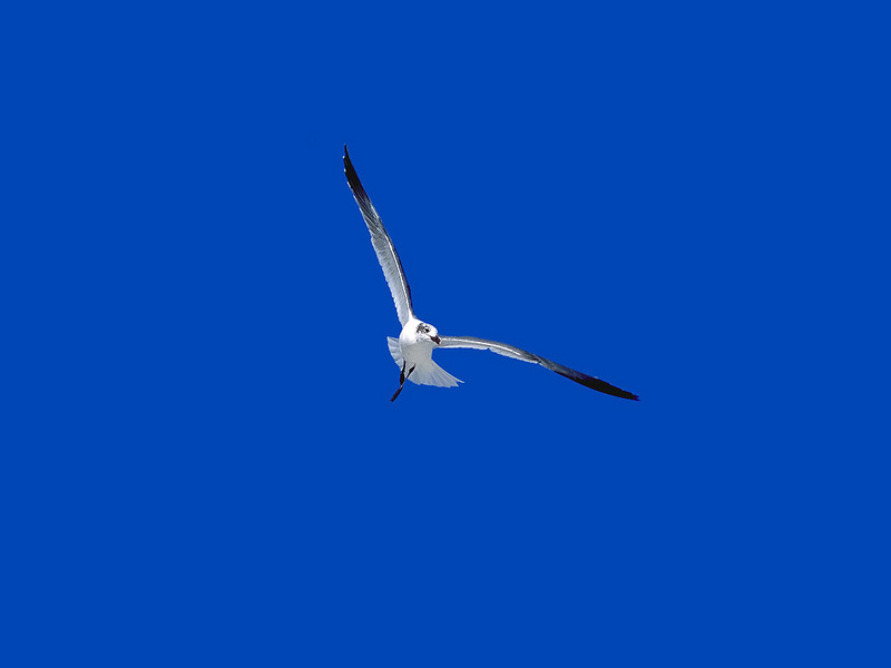 Gull in flight; DISPLAY FULL IMAGE.