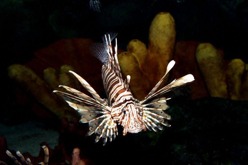 Lionfish; DISPLAY FULL IMAGE.