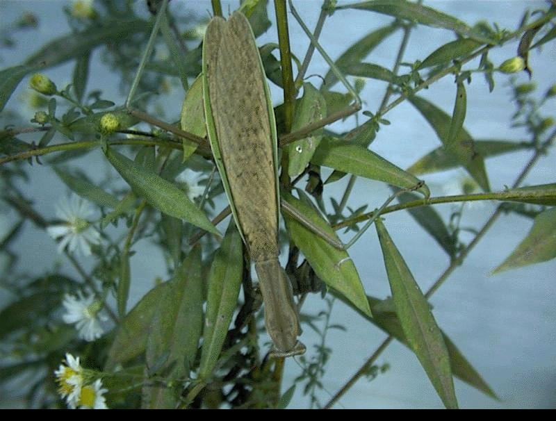Mantis; DISPLAY FULL IMAGE.
