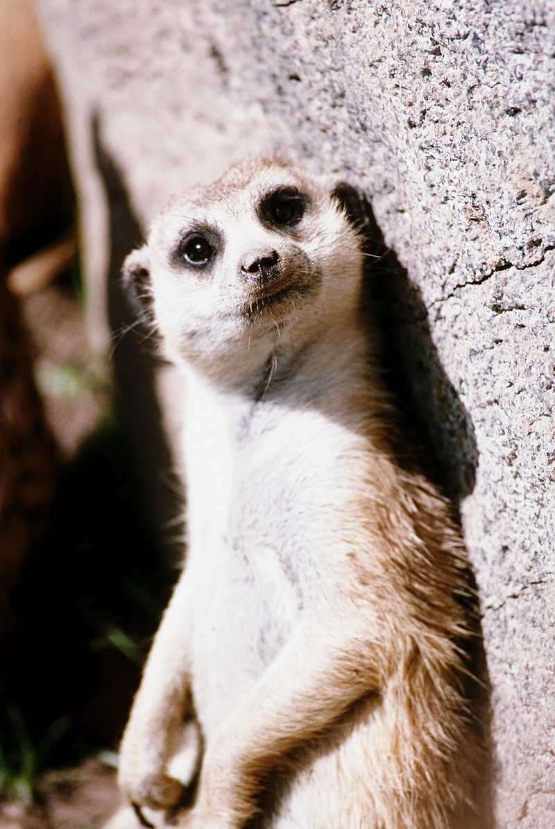 Meerkat; DISPLAY FULL IMAGE.