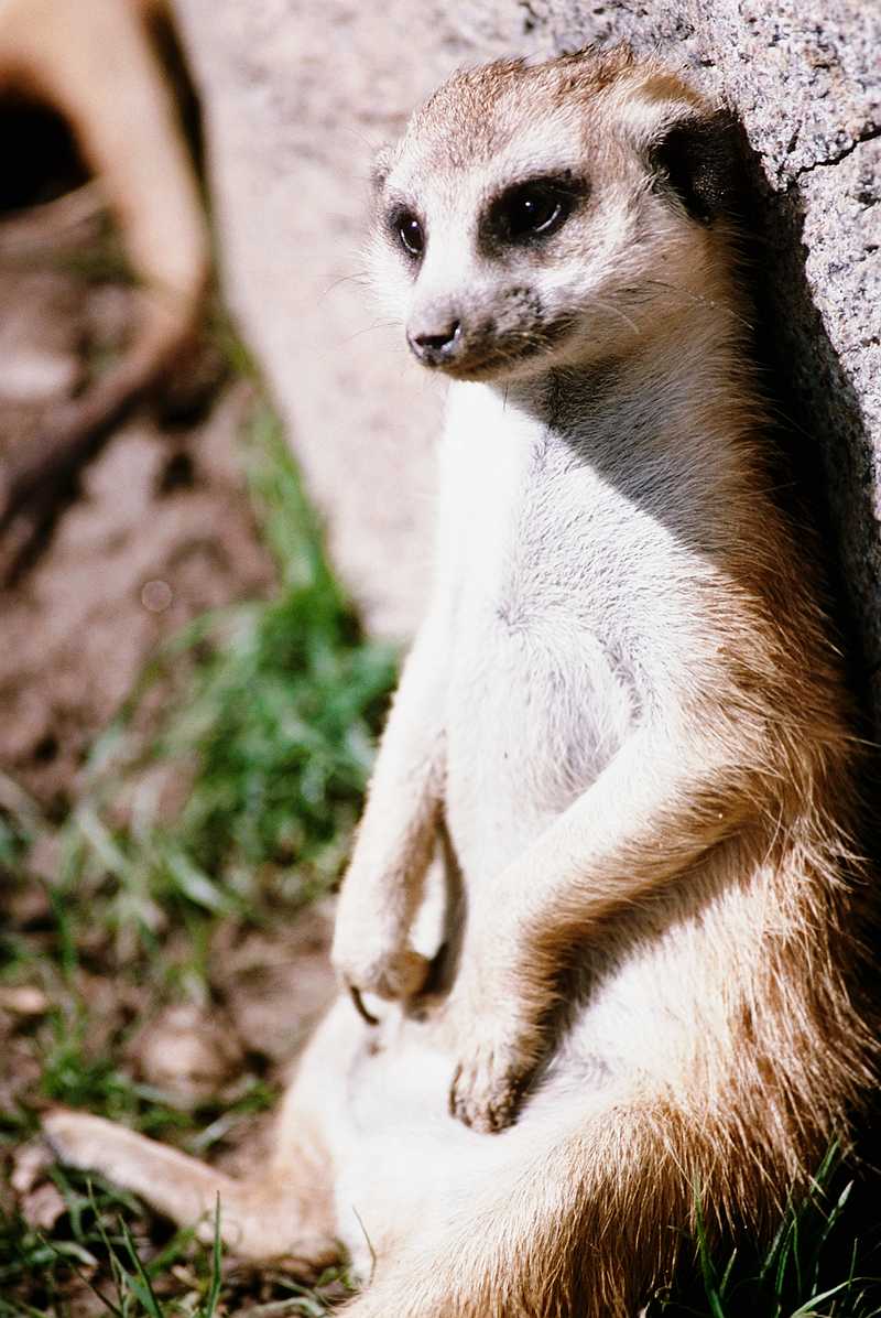 Meerkat; DISPLAY FULL IMAGE.