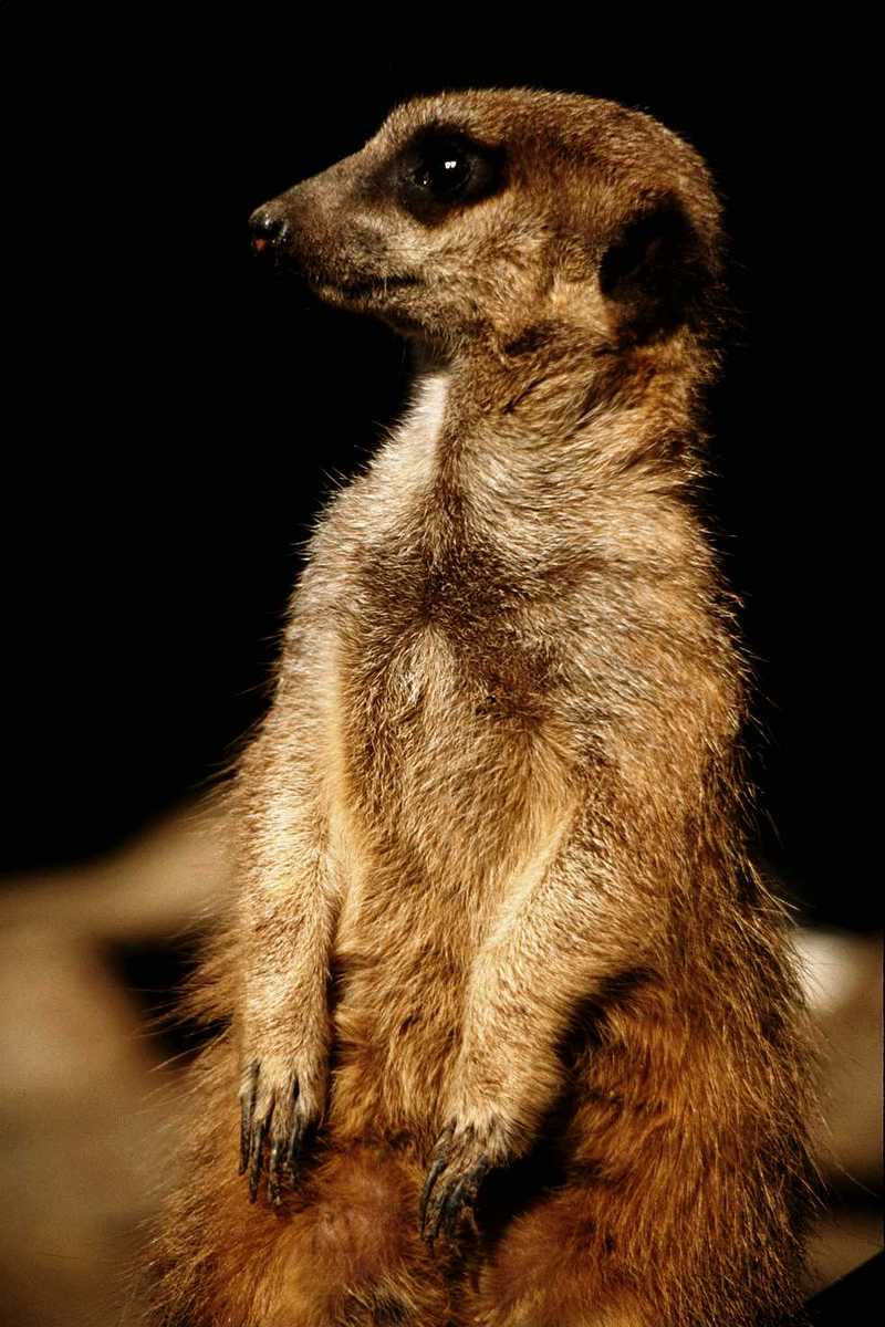 Meerkat; DISPLAY FULL IMAGE.