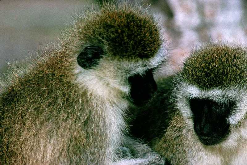 Monkey; DISPLAY FULL IMAGE.