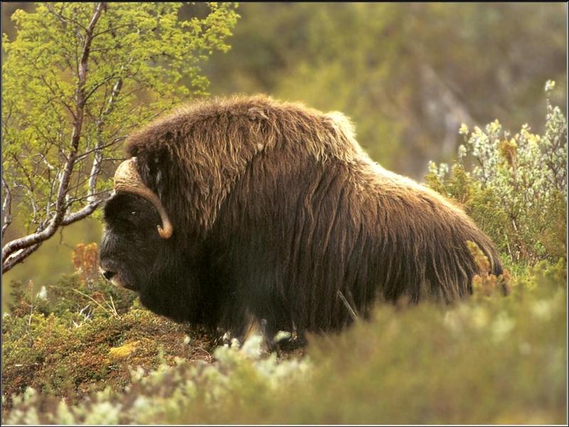 Musk Ox; DISPLAY FULL IMAGE.