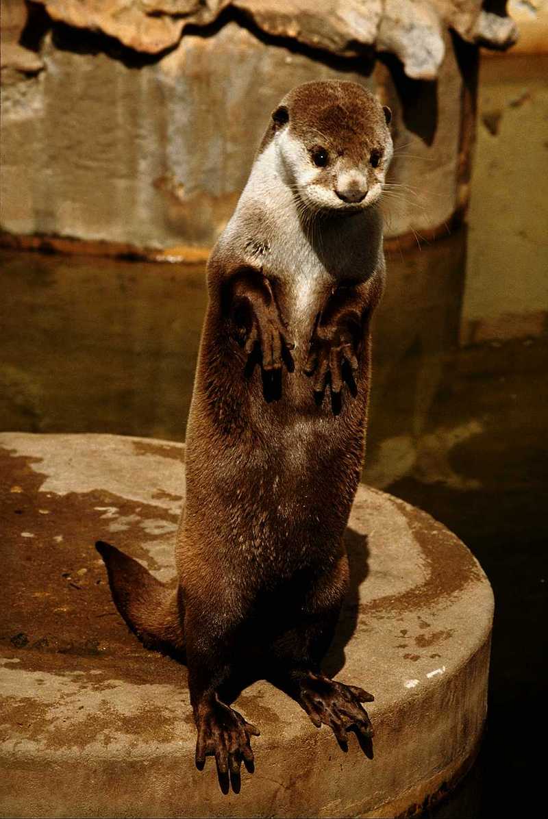 Otter; DISPLAY FULL IMAGE.