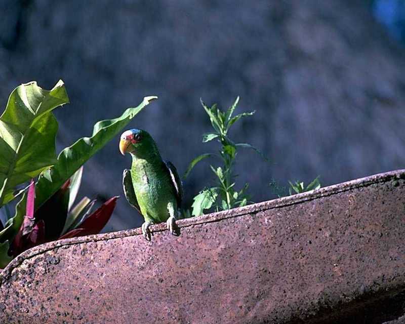 White-fronted Amazon; DISPLAY FULL IMAGE.