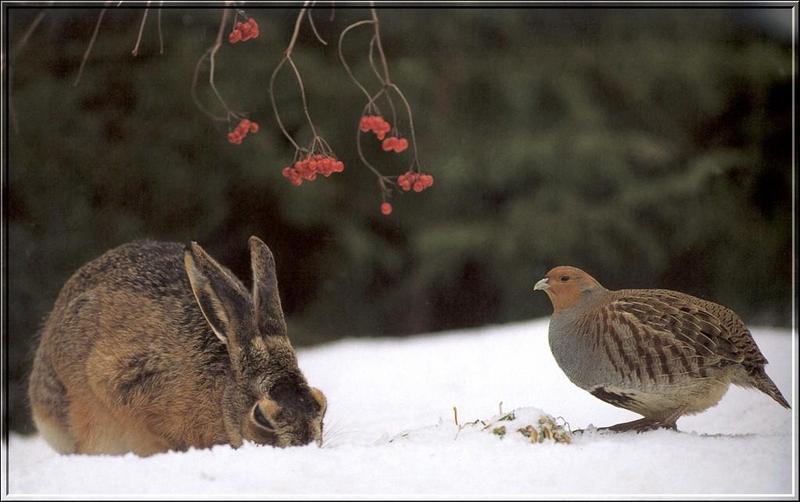 Rabbit and Partridge; DISPLAY FULL IMAGE.