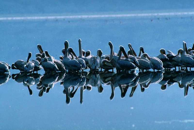 White Pelicans; DISPLAY FULL IMAGE.