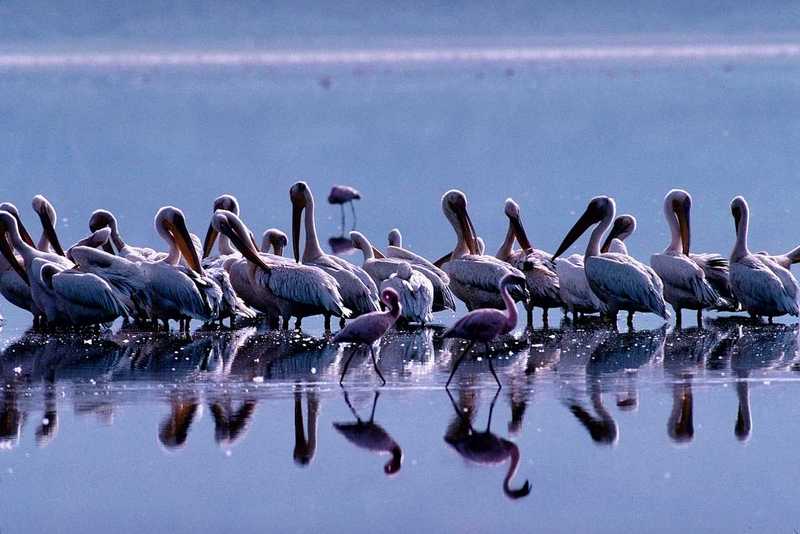 White Pelicans; DISPLAY FULL IMAGE.