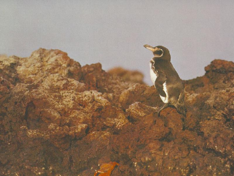 Penguin; DISPLAY FULL IMAGE.