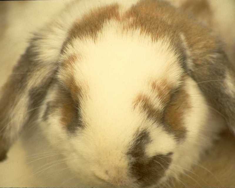 Rabbit; DISPLAY FULL IMAGE.