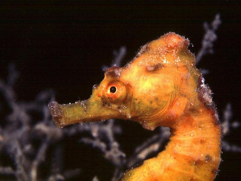 Sea horse; DISPLAY FULL IMAGE.