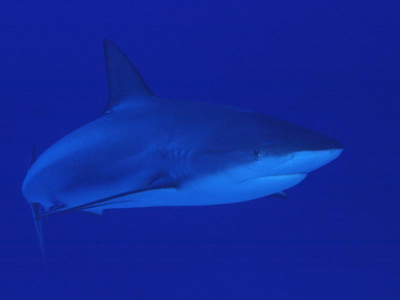 Shark; DISPLAY FULL IMAGE.
