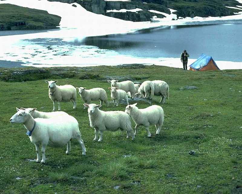 Sheep; DISPLAY FULL IMAGE.