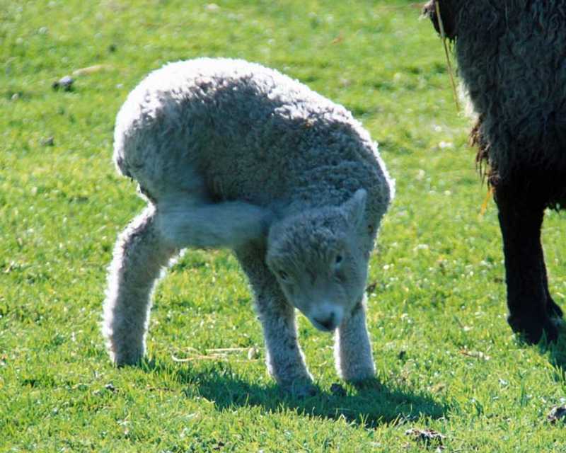 Sheep; DISPLAY FULL IMAGE.